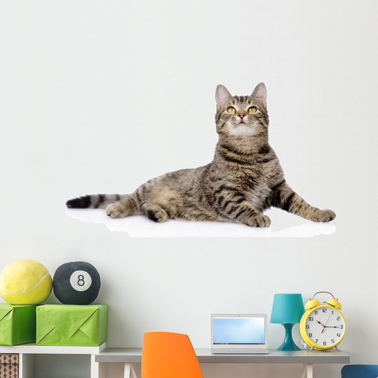 Gray Tabby Cat Looking up 