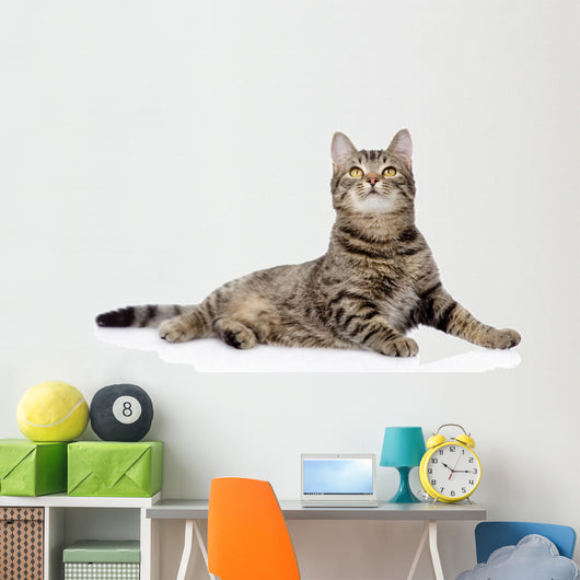 Gray Tabby Cat Looking up 