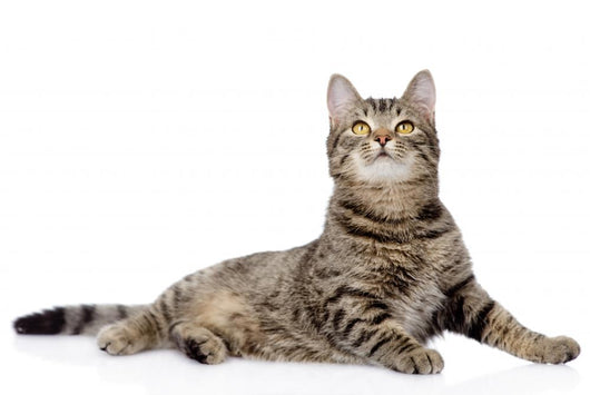 Gray Tabby Cat Looking up 