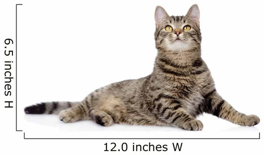 Gray Tabby Cat Looking up 