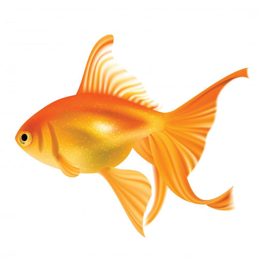 Goldfish. Photo-realistic Vector. Wall Decal