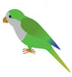 An Illustration of a Quaker Parrot Wall Decal