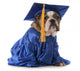 Puppy Graduate School Wall Decal
