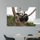 Giant Baby Panda Hanging on a Tree 