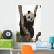 Giant Baby Panda Climbing on a Tree 