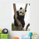 Giant Baby Panda Climbing on a Tree 