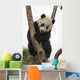 Giant Baby Panda Climbing on a Tree 
