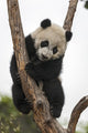 Giant Baby Panda Climbing on a Tree 