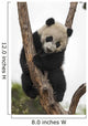 Giant Baby Panda Climbing on a Tree 