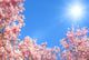 Blossoming branches against blue sky 