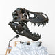 Tyrannosaurus Rex Skull Wall Decal