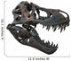 Tyrannosaurus Rex Skull Wall Decal