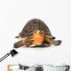 Yellow Border Box Turtle Wall Decal