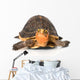 Yellow Border Box Turtle Wall Decal
