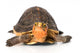 Yellow Border Box Turtle Wall Decal