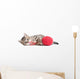Kitten Playing Red Clew Isolated on White 