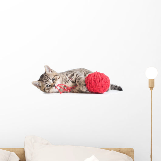 Kitten Playing Red Clew Isolated on White 
