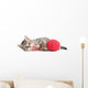 Kitten Playing Red Clew Isolated on White 