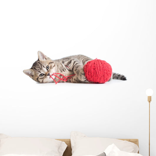 Kitten Playing Red Clew Isolated on White 
