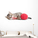Kitten Playing Red Clew Isolated on White 