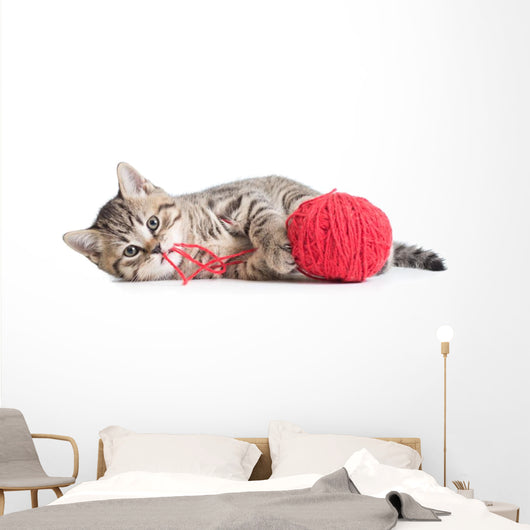 Kitten Playing Red Clew Isolated on White 