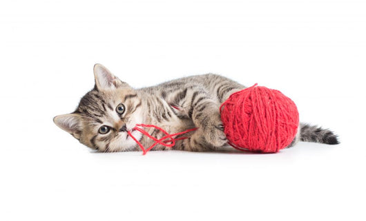 Kitten Playing Red Clew Isolated on White 