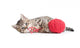 Kitten Playing Red Clew Isolated on White 