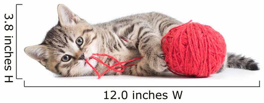 Kitten Playing Red Clew Isolated on White 