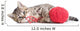 Kitten Playing Red Clew Isolated on White 