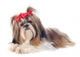 Shih Tzu Wall Decal
