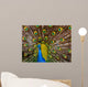 Peacock - Pavo Real 