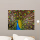 Peacock - Pavo Real 