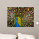 Peacock - Pavo Real 