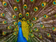 Peacock - Pavo Real 