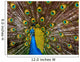Peacock - Pavo Real 