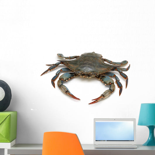 Blue Crab 