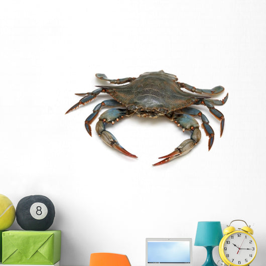 Blue Crab 