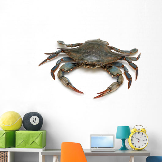 Blue Crab 