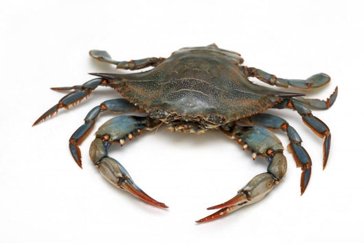 Blue Crab 