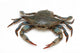 Blue Crab 