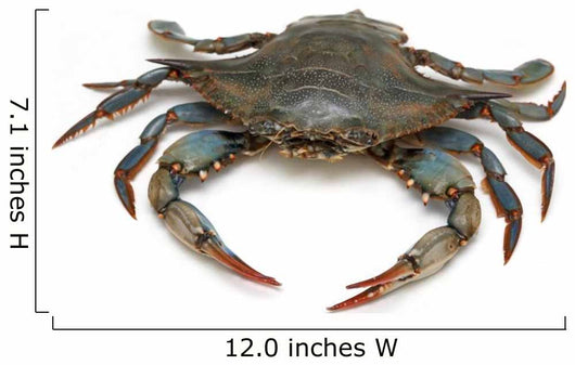 Blue Crab 
