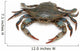 Blue Crab 