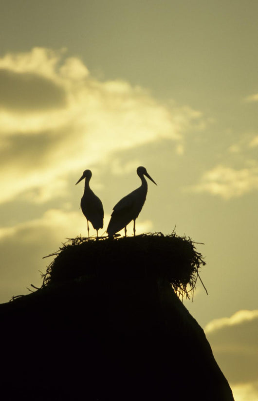 white storks on nest on rock at sunset Wall Mural