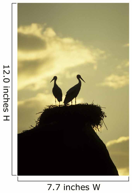 white storks on nest on rock at sunset Wall Mural