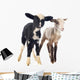 young lambs Wall Decal
