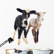 young lambs Wall Decal