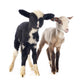 young lambs Wall Decal