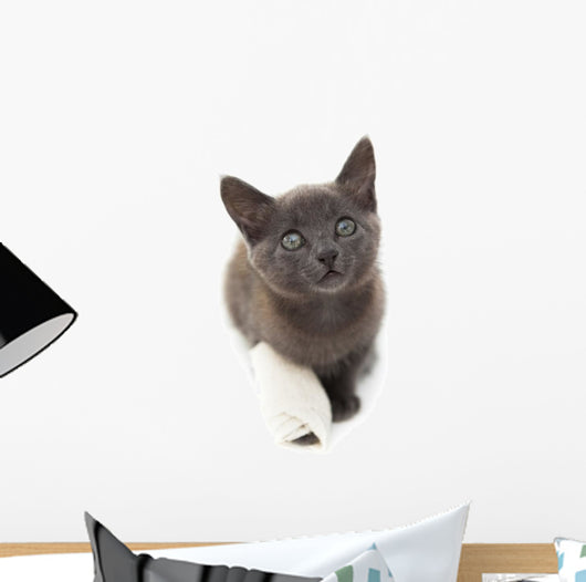 Grey Kitten with a Bandage on Its Paw 