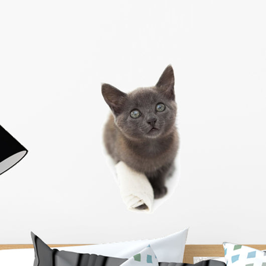 Grey Kitten with a Bandage on Its Paw 