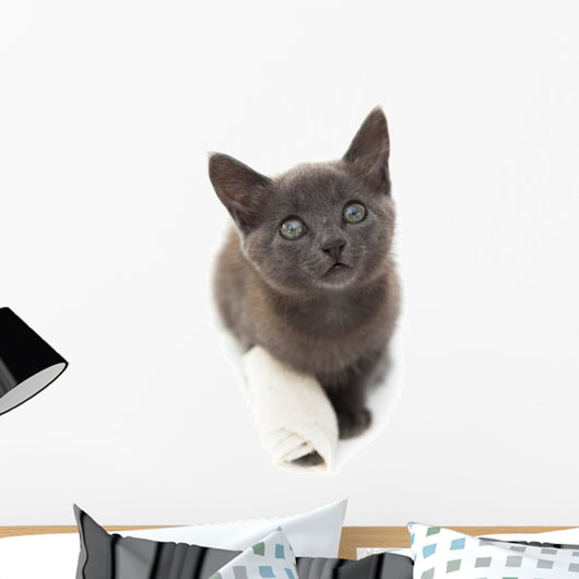 Grey Kitten with a Bandage on Its Paw 